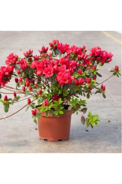 Рододендрон Ардеур / Азалія - 2-5л/вис.30-40см/Ø30-40см